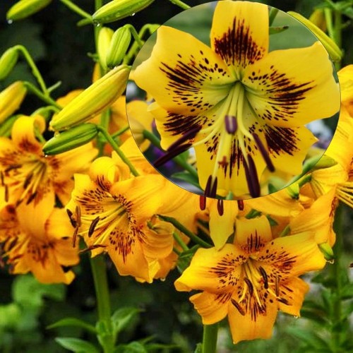 Lilium 'Yellow Bruse' - Liilia 'Yellow Bruse' P11/0,75L